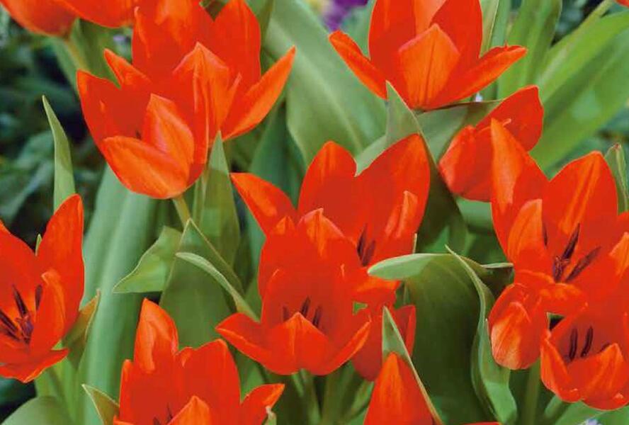 Tulipán botanický praestans 'Tubergen's Variety' - Tulipa praestans 'Tubergen's Variety'