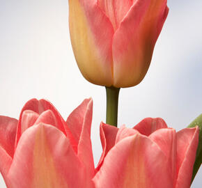 Tulipán Triumph 'Dynasty' - Tulipa Triumph 'Dynasty'