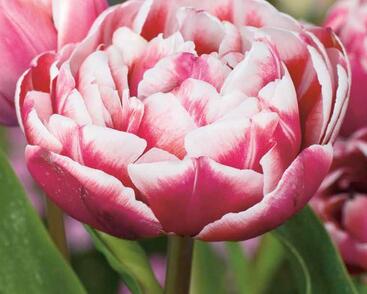 Tulipán plnokvětý pozdní 'Drumline'