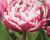 Tulipán plnokvětý pozdní 'Drumline'