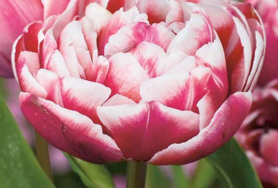 Tulipán plnokvětý pozdní 'Drumline' - Tulipa Double Late 'Drumline'