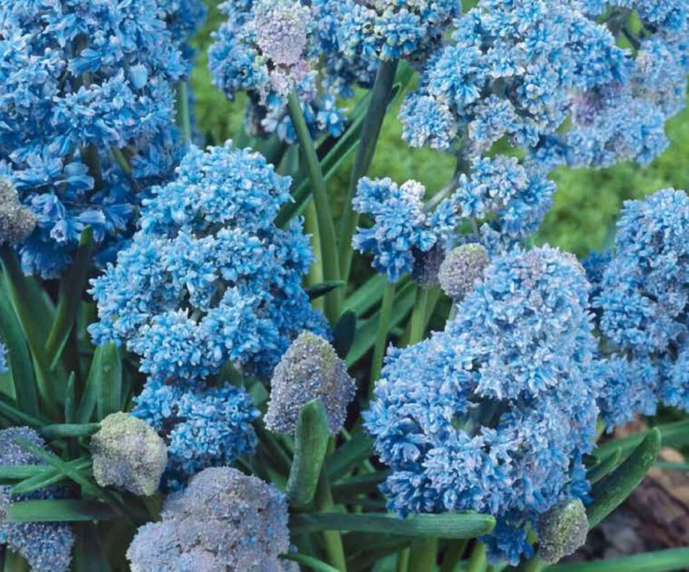 Modřenec arménský 'Fantasy Creation' - Muscari armeniacum 'Fantasy Creation'