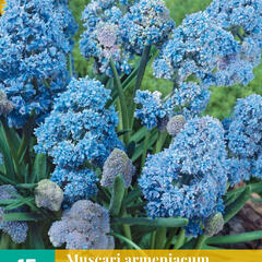 Modřenec arménský 'Fantasy Creation' - Muscari armeniacum 'Fantasy Creation'