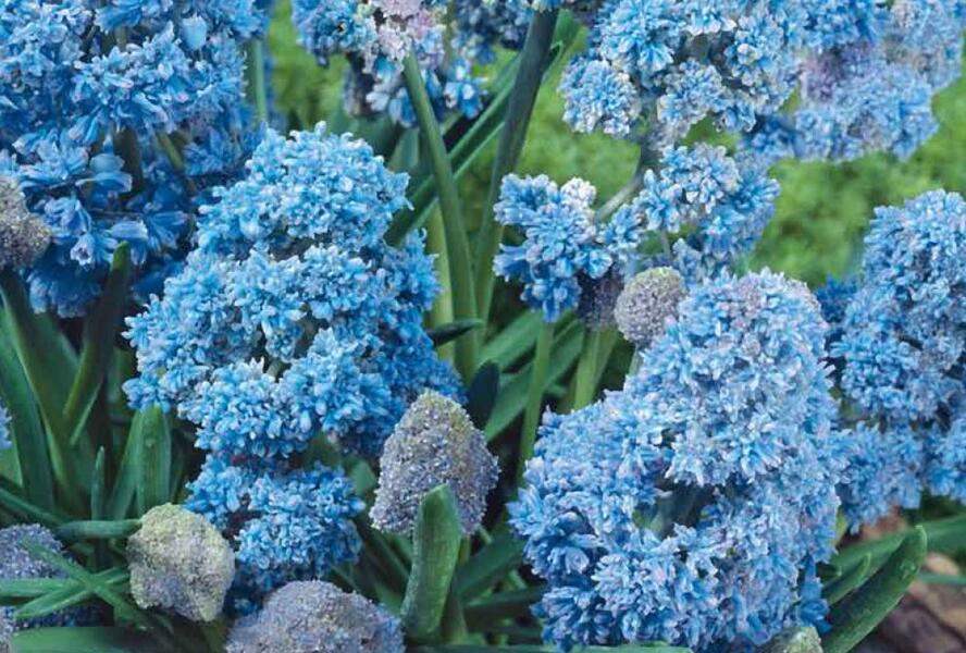 Modřenec arménský 'Fantasy Creation' - Muscari armeniacum 'Fantasy Creation'
