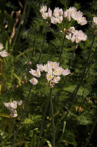 Česnek růžový - Allium roseum