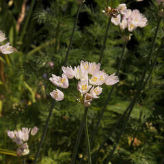 Česnek růžový - Allium roseum