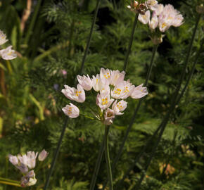 Česnek růžový - Allium roseum