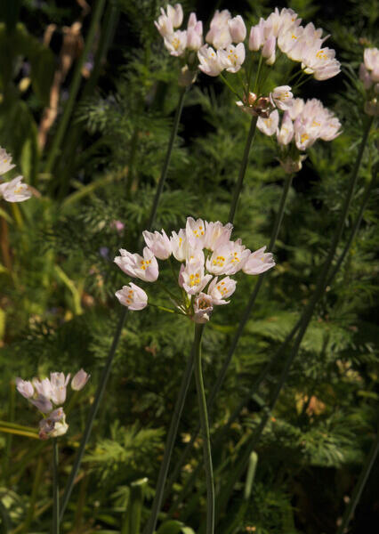 Česnek růžový - Allium roseum