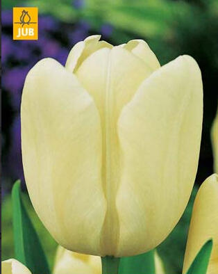 Tulipán Triumph 'Creme Fraiche' - Tulipa Triumph 'Creme Fraiche'