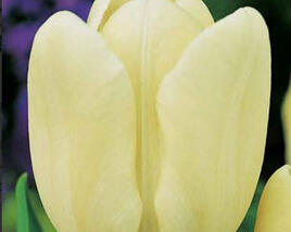 Tulipán Triumph 'Creme Fraiche'