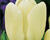 Tulipán Triumph 'Creme Fraiche'