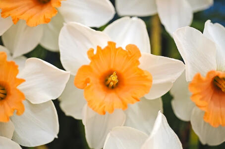 Narcis velkokorunný 'Chromacolor' - Narcissus Large Cupped 'Chromacolor'