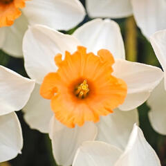 Narcis velkokorunný 'Chromacolor' - Narcissus Large Cupped 'Chromacolor'