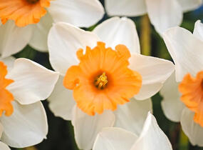 Narcis velkokorunný 'Chromacolor' - Narcissus Large Cupped 'Chromacolor'