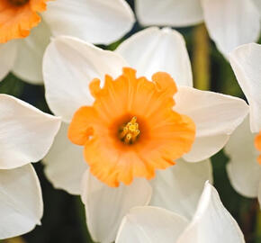 Narcis velkokorunný 'Chromacolor' - Narcissus Large Cupped 'Chromacolor'
