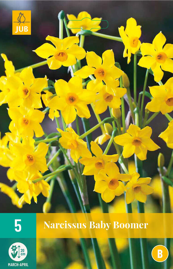 Narcis Jonquilla 'Baby Boomer' - Narcissus Jonquilla 'Baby Boomer'