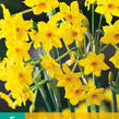 Narcis Jonquilla 'Baby Boomer' - Narcissus Jonquilla 'Baby Boomer'