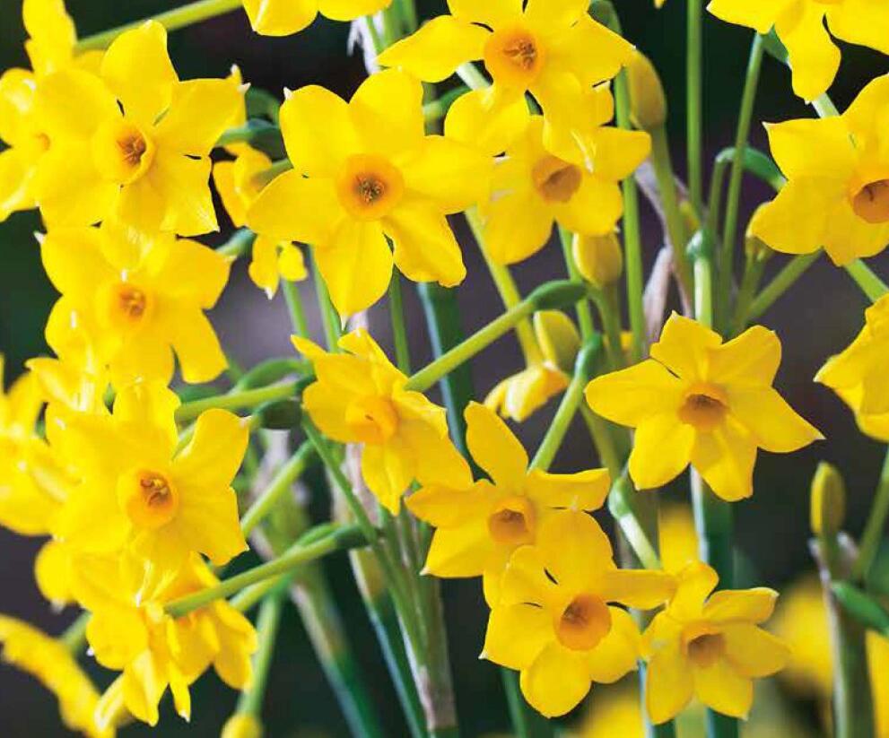 Narcis Jonquilla 'Baby Boomer' - Narcissus Jonquilla 'Baby Boomer'