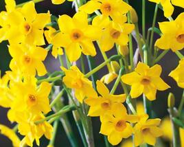 Narcis Jonquilla 'Baby Boomer'