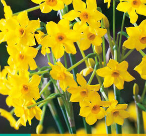 Narcis Jonquilla 'Baby Boomer' - Narcissus Jonquilla 'Baby Boomer'