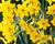 Narcis Jonquilla 'Baby Boomer'