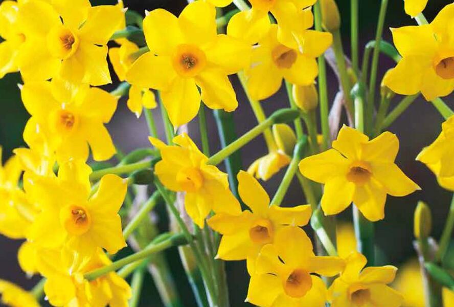 Narcis Jonquilla 'Baby Boomer' - Narcissus Jonquilla 'Baby Boomer'