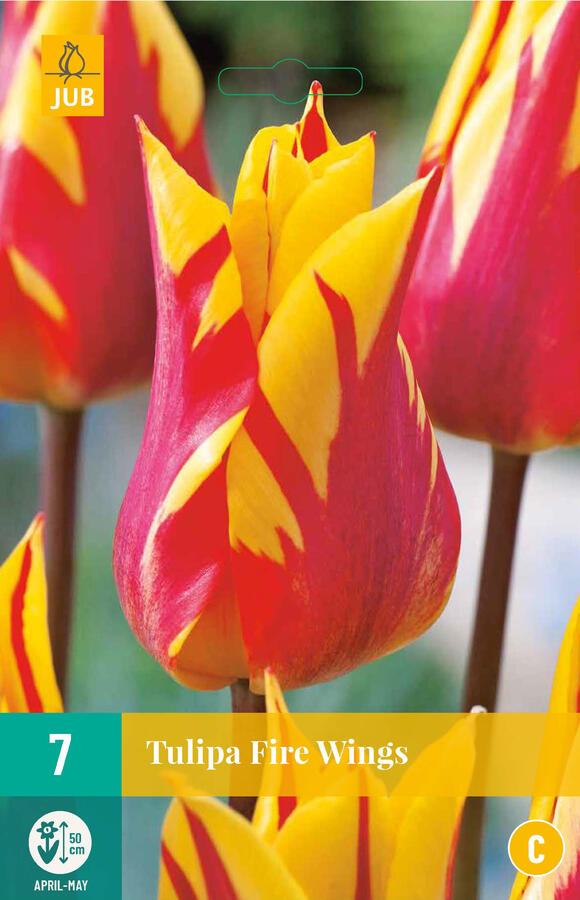 Tulipán liliovitý 'Fire Wings' - Tulipa Lily Flowering 'Fire Wings'