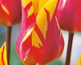 Tulipán liliovitý 'Fire Wings'