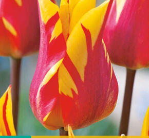 Tulipán liliovitý 'Fire Wings' - Tulipa Lily Flowering 'Fire Wings'