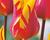 Tulipán liliovitý 'Fire Wings'