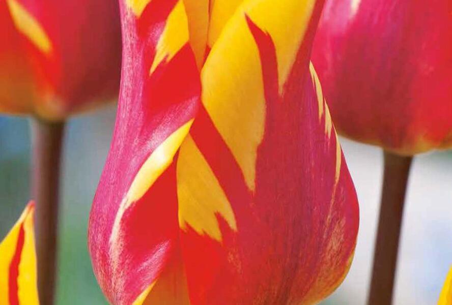 Tulipán liliovitý 'Fire Wings' - Tulipa Lily Flowering 'Fire Wings'