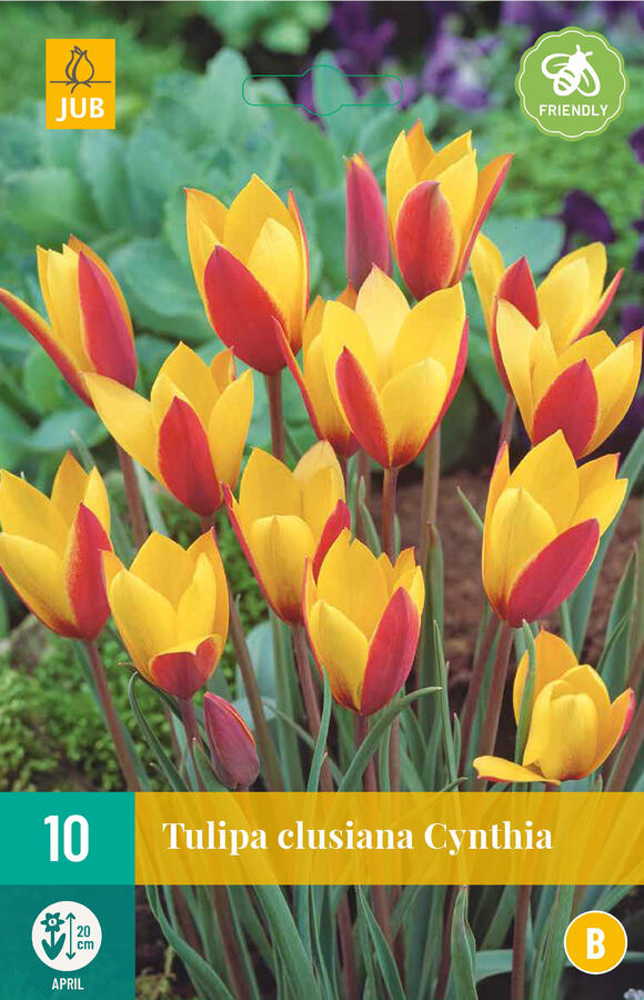 Tulipán botanický clusiana 'Cynthia' - Tulipa clusiana 'Cynthia'