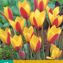 Tulipán botanický clusiana 'Cynthia' - Tulipa clusiana 'Cynthia'