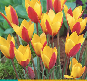 Tulipán botanický clusiana 'Cynthia' - Tulipa clusiana 'Cynthia'