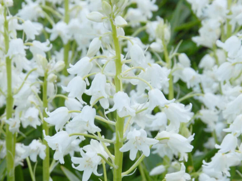 Hyacintovec španělský 'White' - Hyacinthoides hispanica 'White'