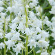 Hyacintovec španělský 'White' - Hyacinthoides hispanica 'White'