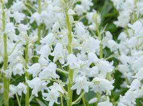 Hyacintovec španělský 'White' - Hyacinthoides hispanica 'White'
