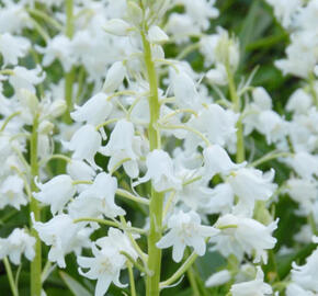 Hyacintovec španělský 'White' - Hyacinthoides hispanica 'White'