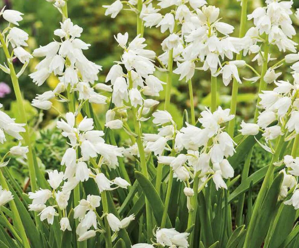 Hyacintovec španělský 'White' - Hyacinthoides hispanica 'White'