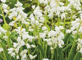 Hyacintovec španělský 'White' - Hyacinthoides hispanica 'White'