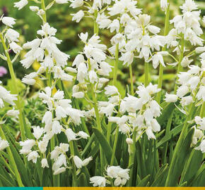 Hyacintovec španělský 'White' - Hyacinthoides hispanica 'White'