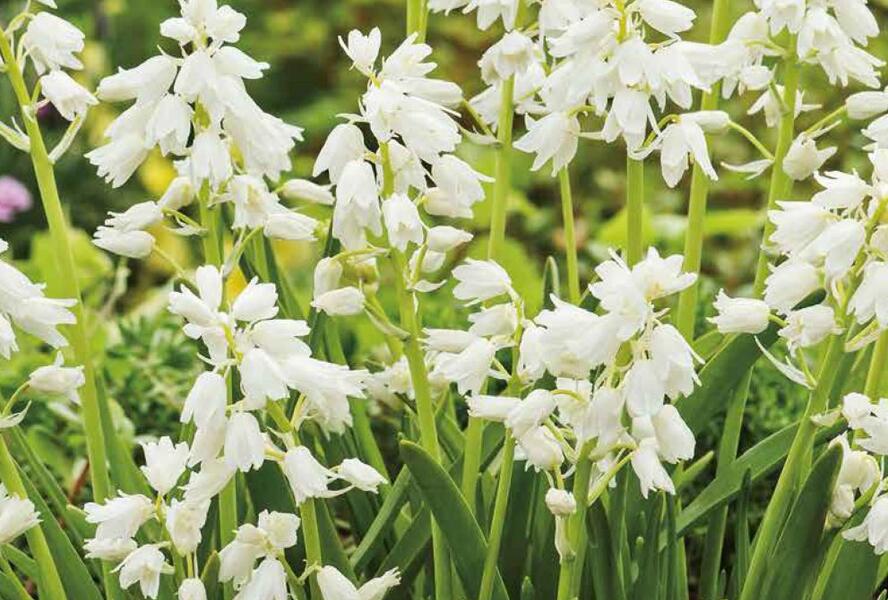 Hyacintovec španělský 'White' - Hyacinthoides hispanica 'White'