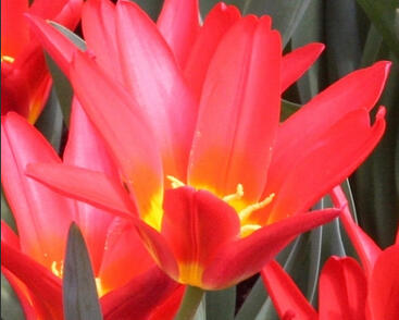 Tulipán Kaufmannův 'Scarlet Baby'