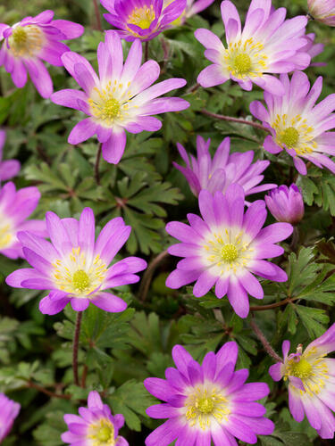 Sasanka vábná 'Charmer' - Anemone blanda 'Charmer'