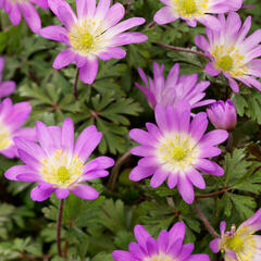 Sasanka vábná 'Charmer' - Anemone blanda 'Charmer'