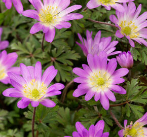 Sasanka vábná 'Charmer' - Anemone blanda 'Charmer'