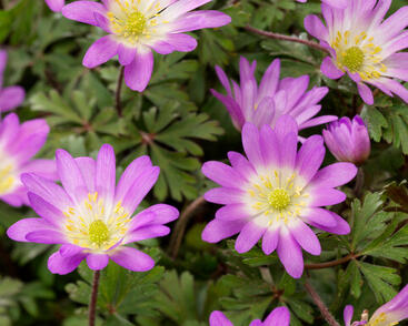 Sasanka vábná 'Charmer'