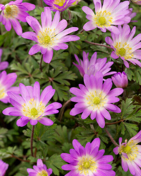 Sasanka vábná 'Charmer' - Anemone blanda 'Charmer'