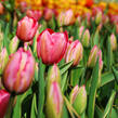 Tulipán Darwin hybrid 'Design Impression'® - Tulipa Darwin hybrid 'Design Impression'®