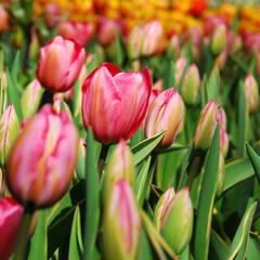 Tulipán Darwin hybrid 'Design Impression'® - Tulipa Darwin hybrid 'Design Impression'®